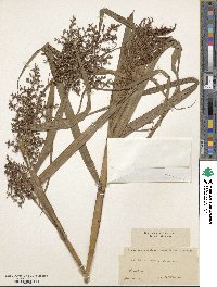 Scleria elata image