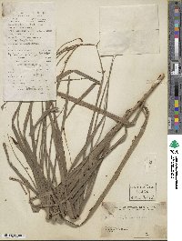 Scleria harlandii image