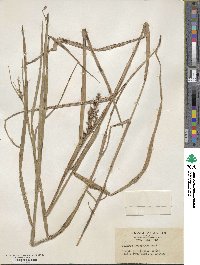 Scleria levis image