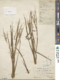 Scleria levis image