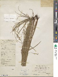 Scleria levis image