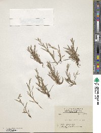 Scleria rugosa image