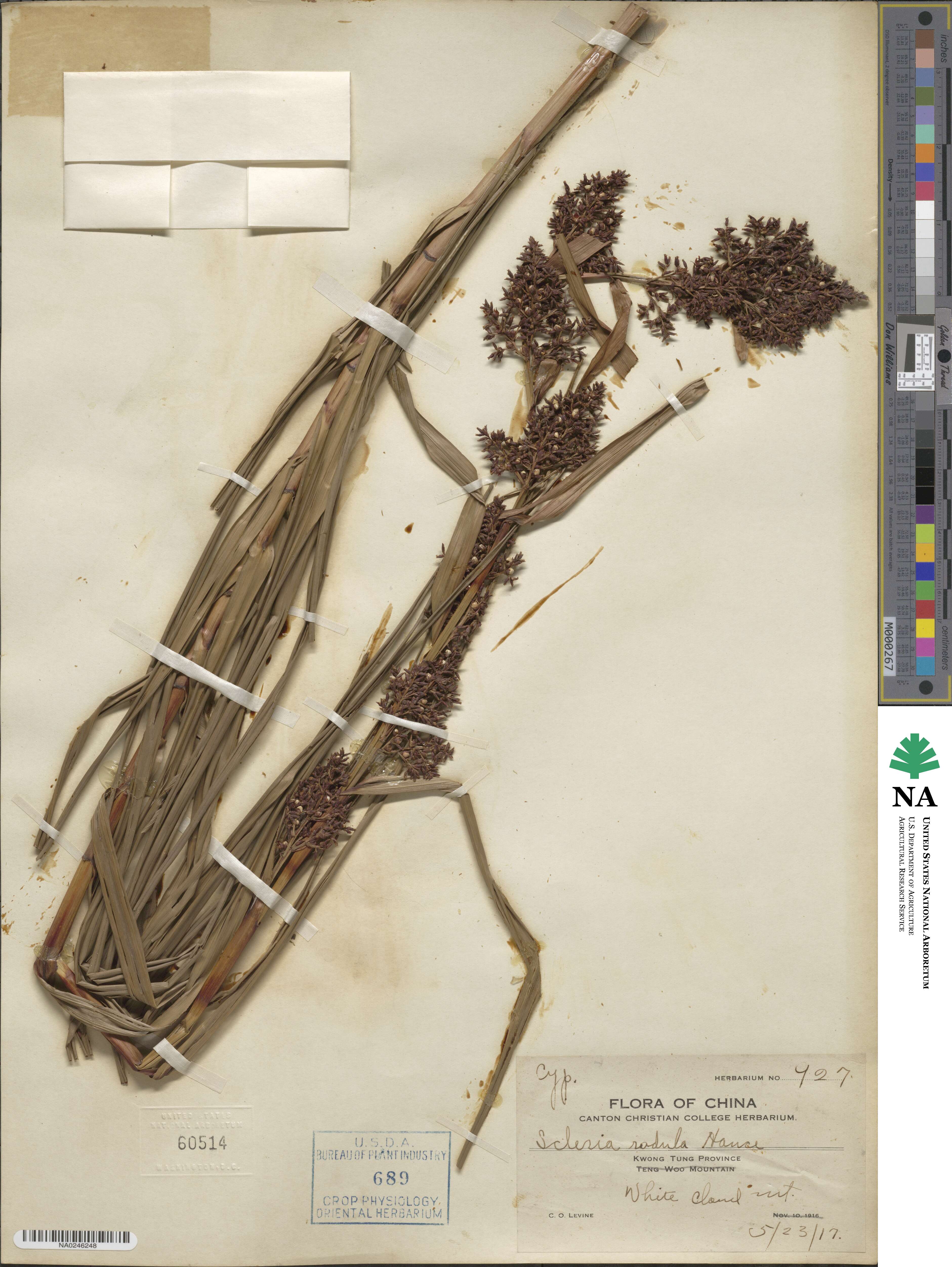 Scleria radula image