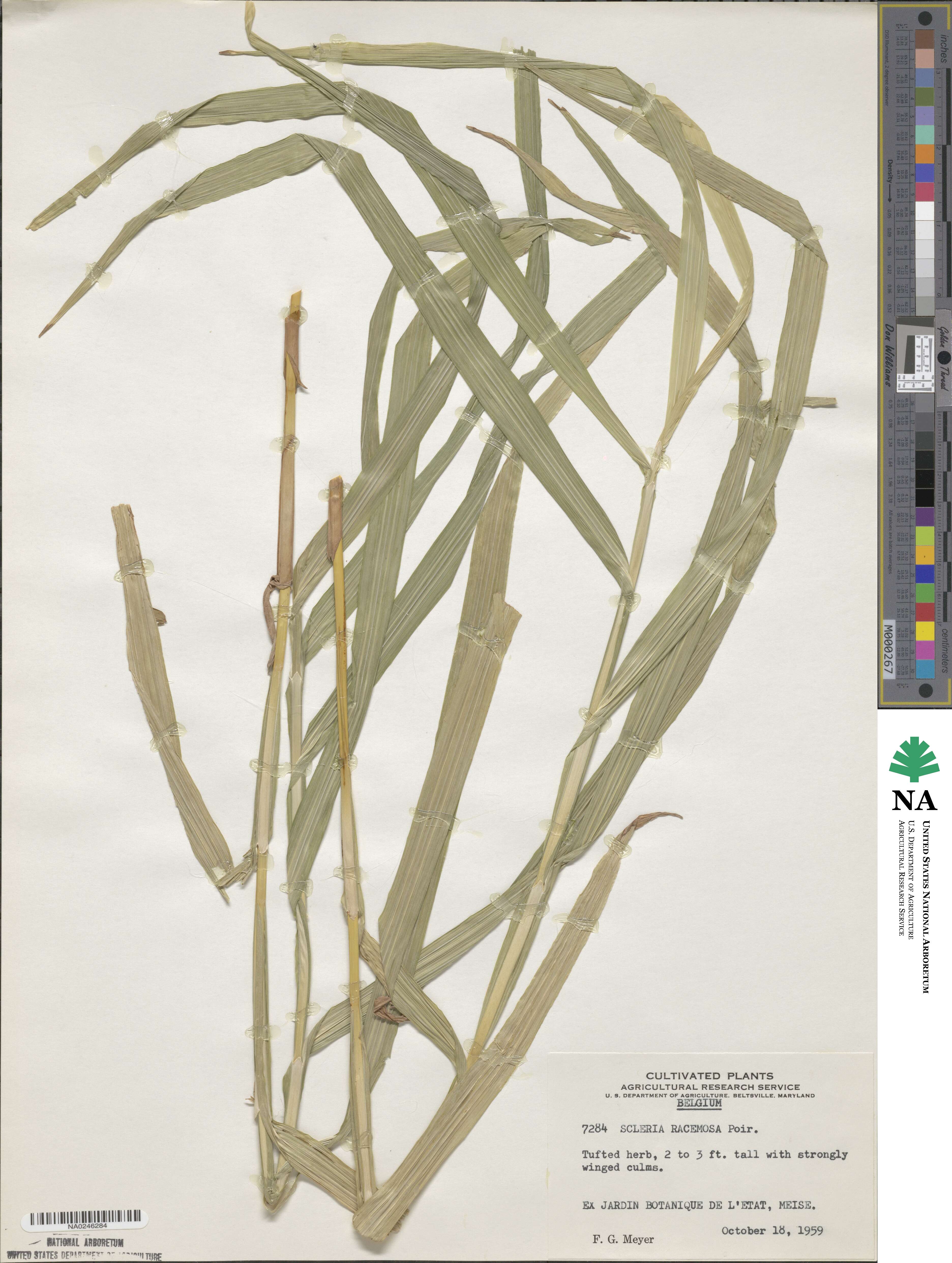 Scleria racemosa image