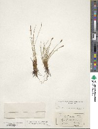 Carex myosuroides image