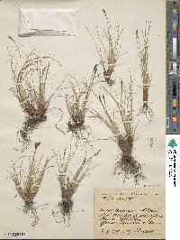 Carex myosuroides image