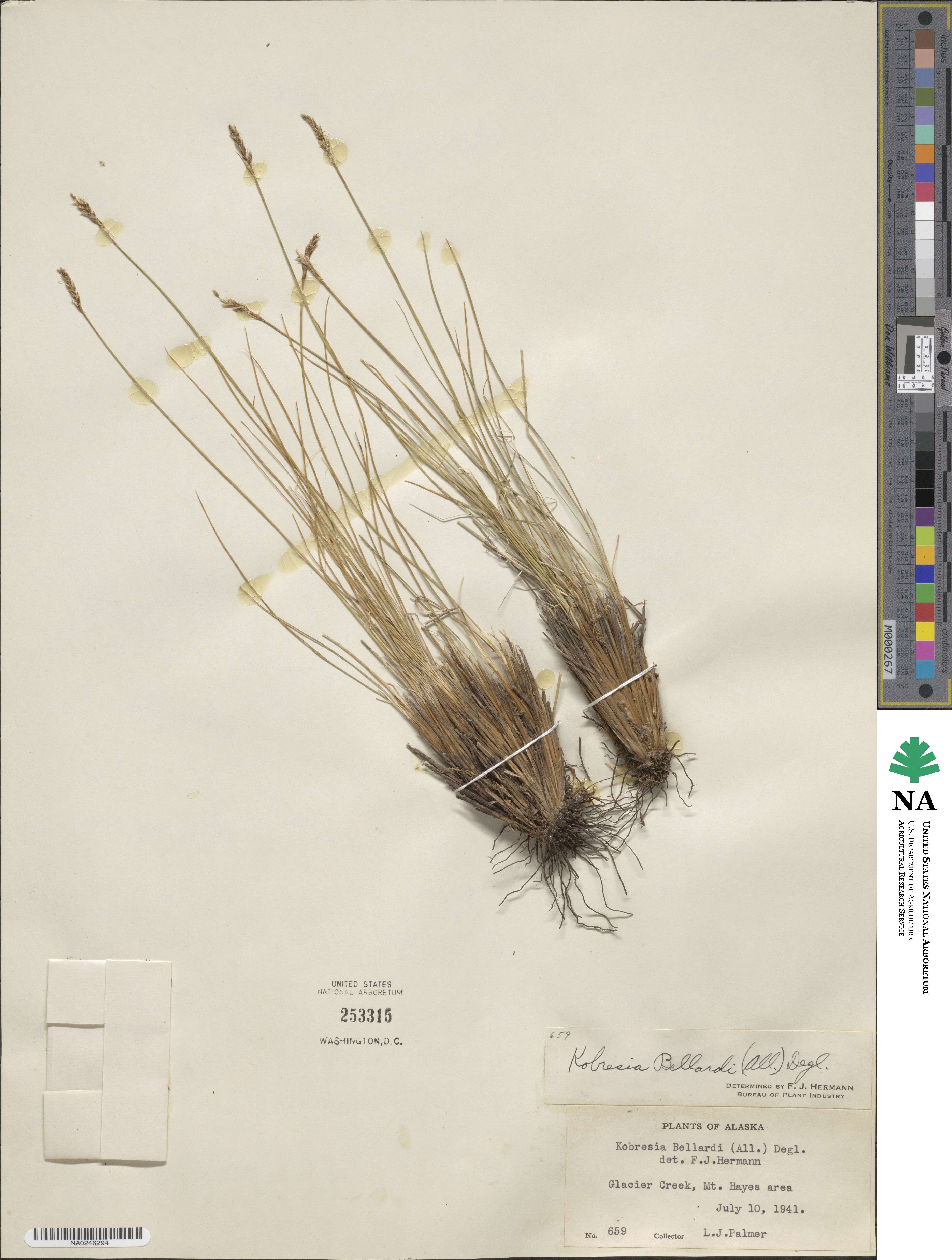 Carex myosuroides image