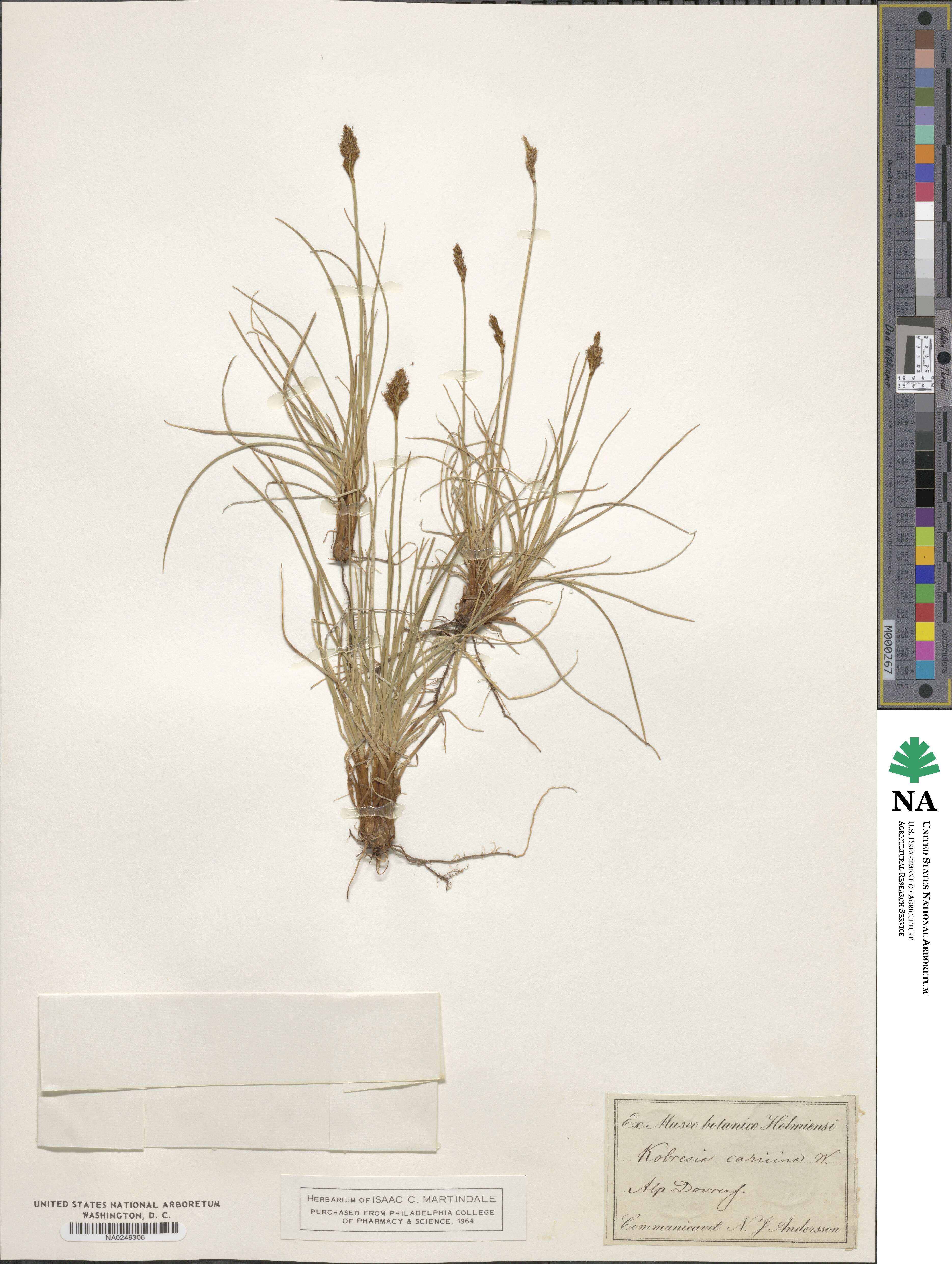 Carex simpliciuscula image