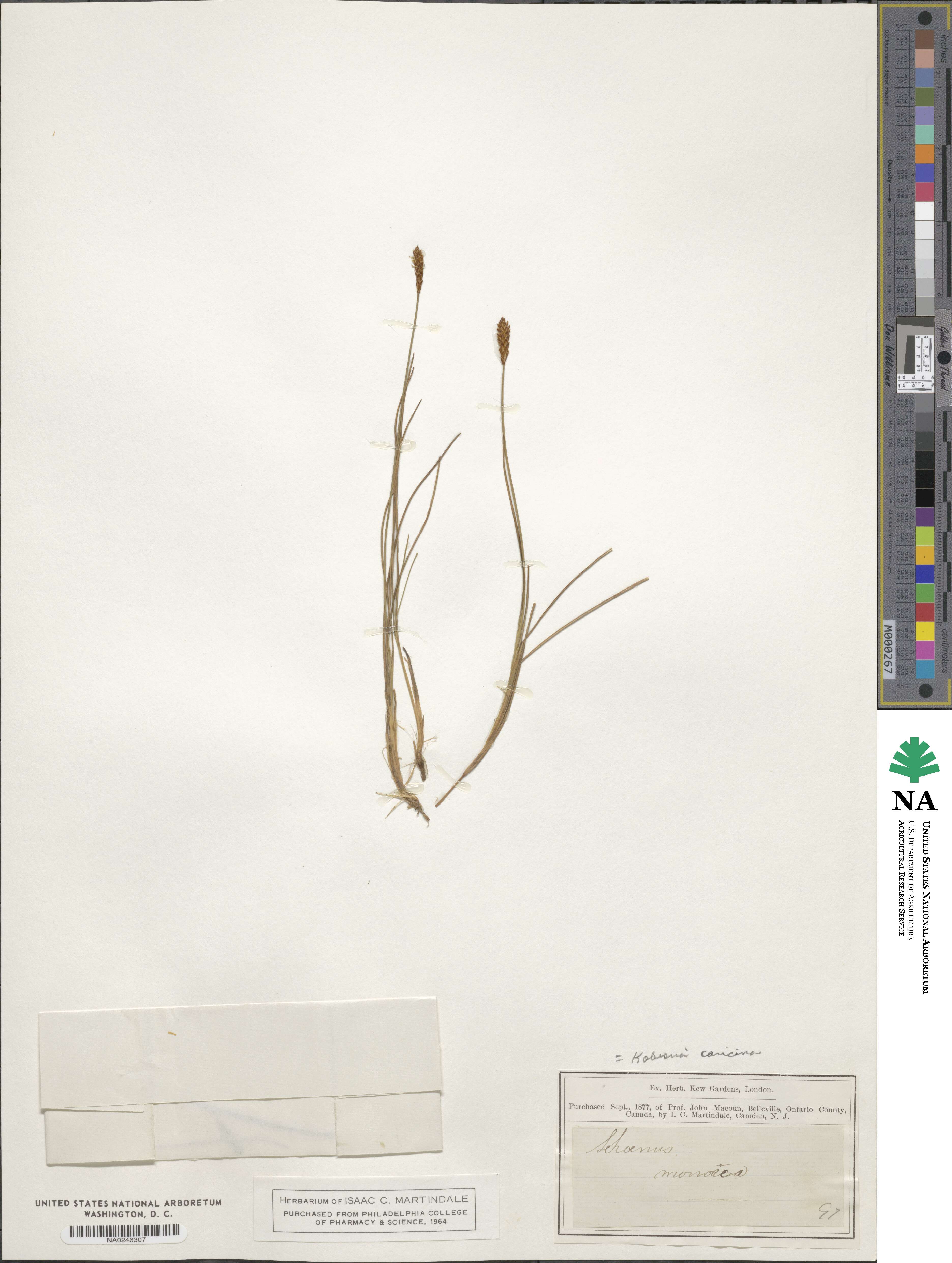 Carex simpliciuscula subsp. simpliciuscula image