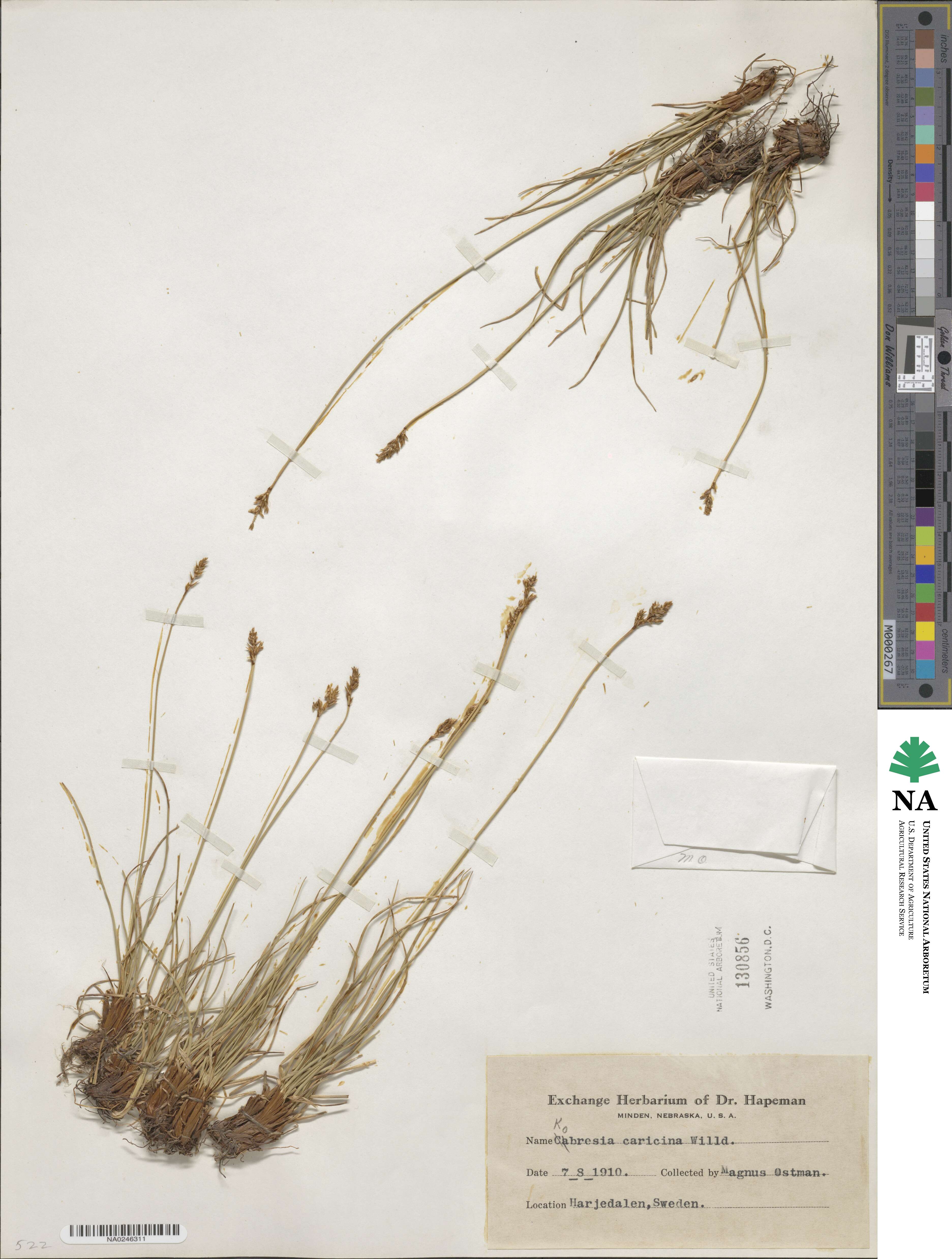 Carex simpliciuscula subsp. simpliciuscula image