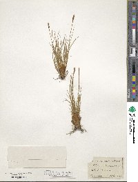 Carex myosuroides image