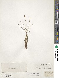 Carex myosuroides image