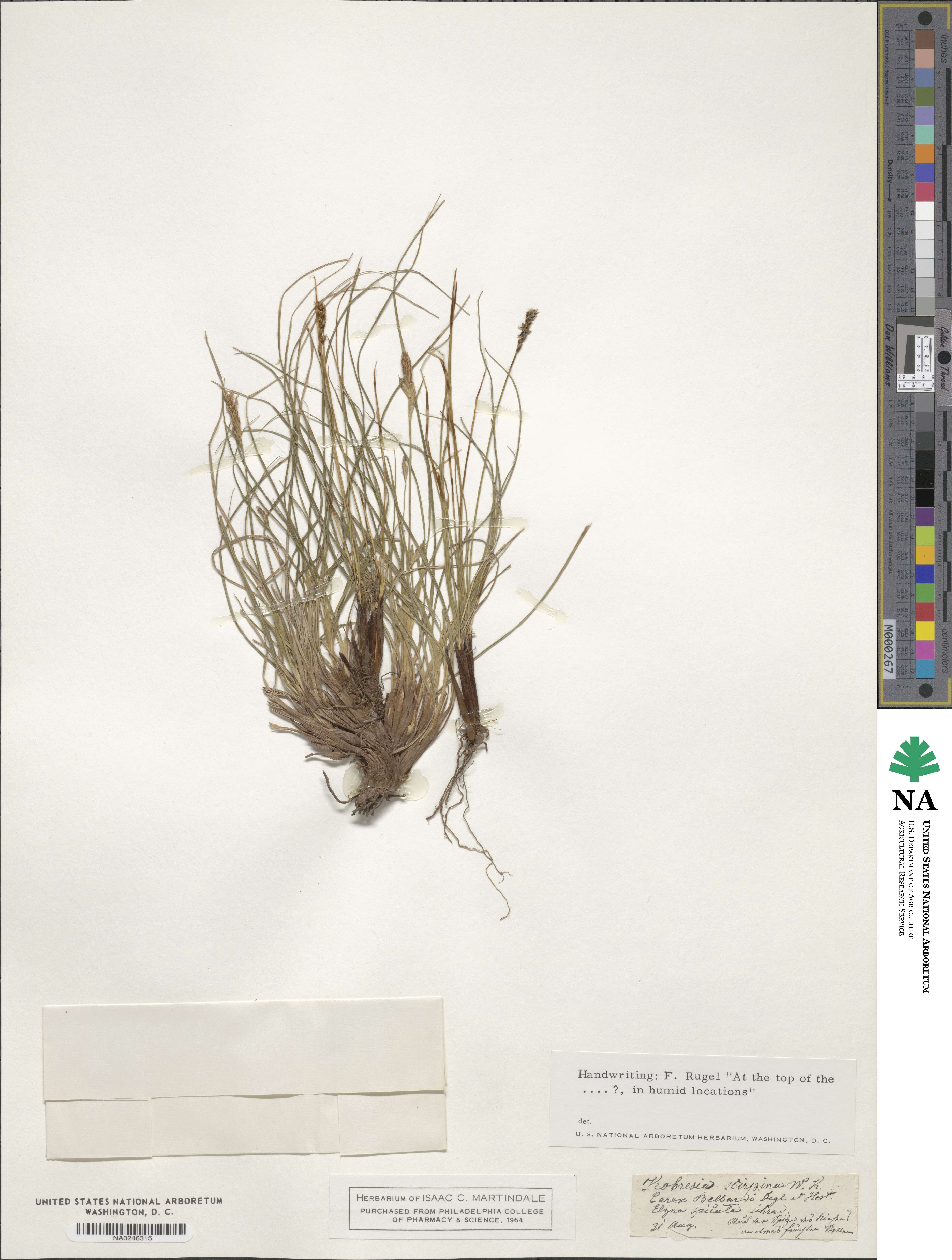 Carex myosuroides image
