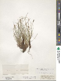 Carex myosuroides image