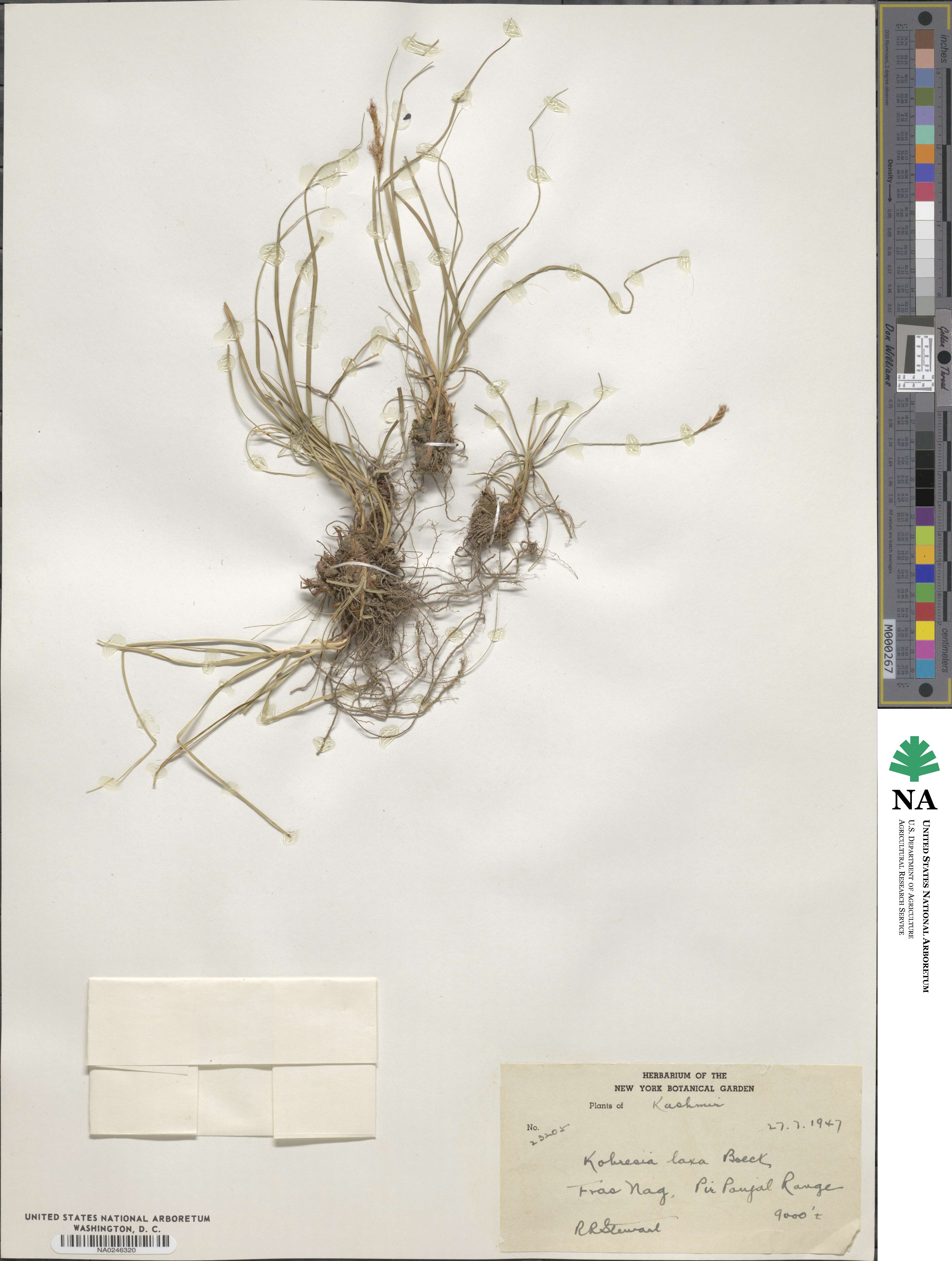 Carex pseudolaxa image