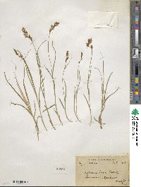 Carex pseudolaxa image