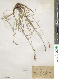 Carex pseudolaxa image