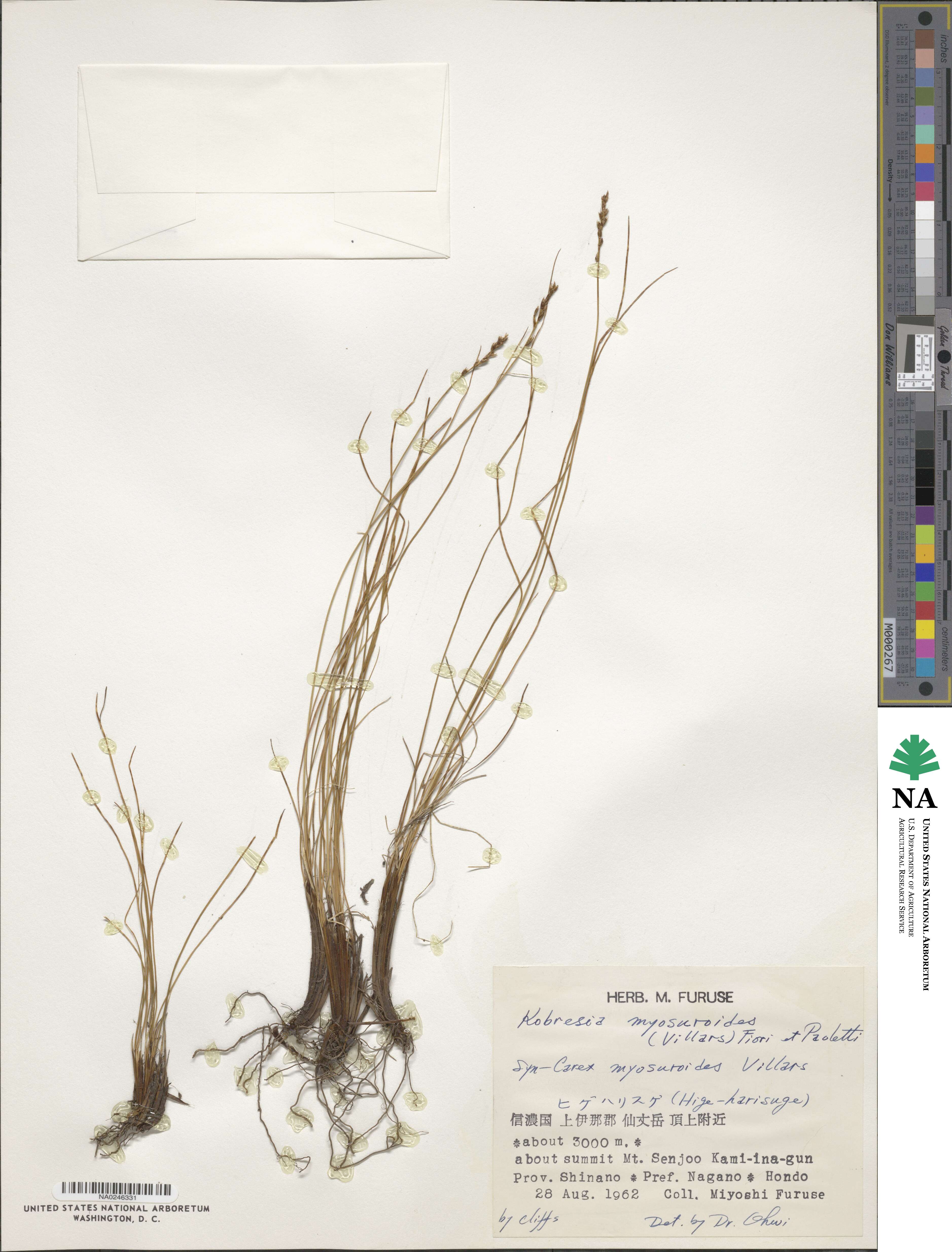 Carex myosuroides image