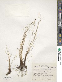 Carex myosuroides image