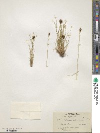 Carex ovoidispica image