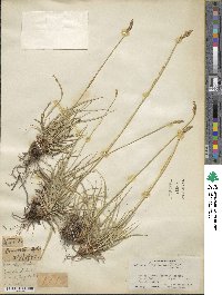 Carex kokanica image