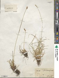 Carex kokanica image