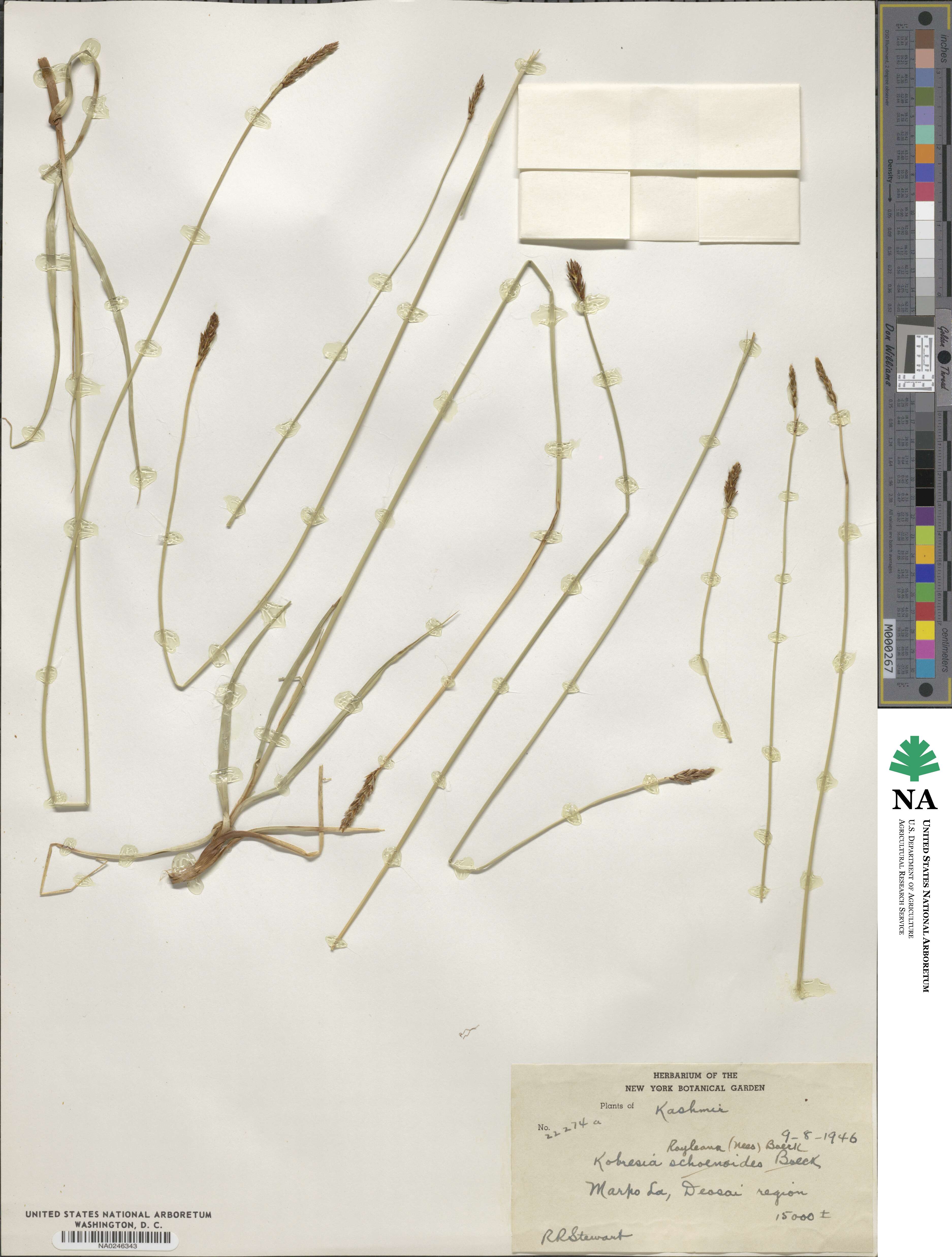Carex kokanica image