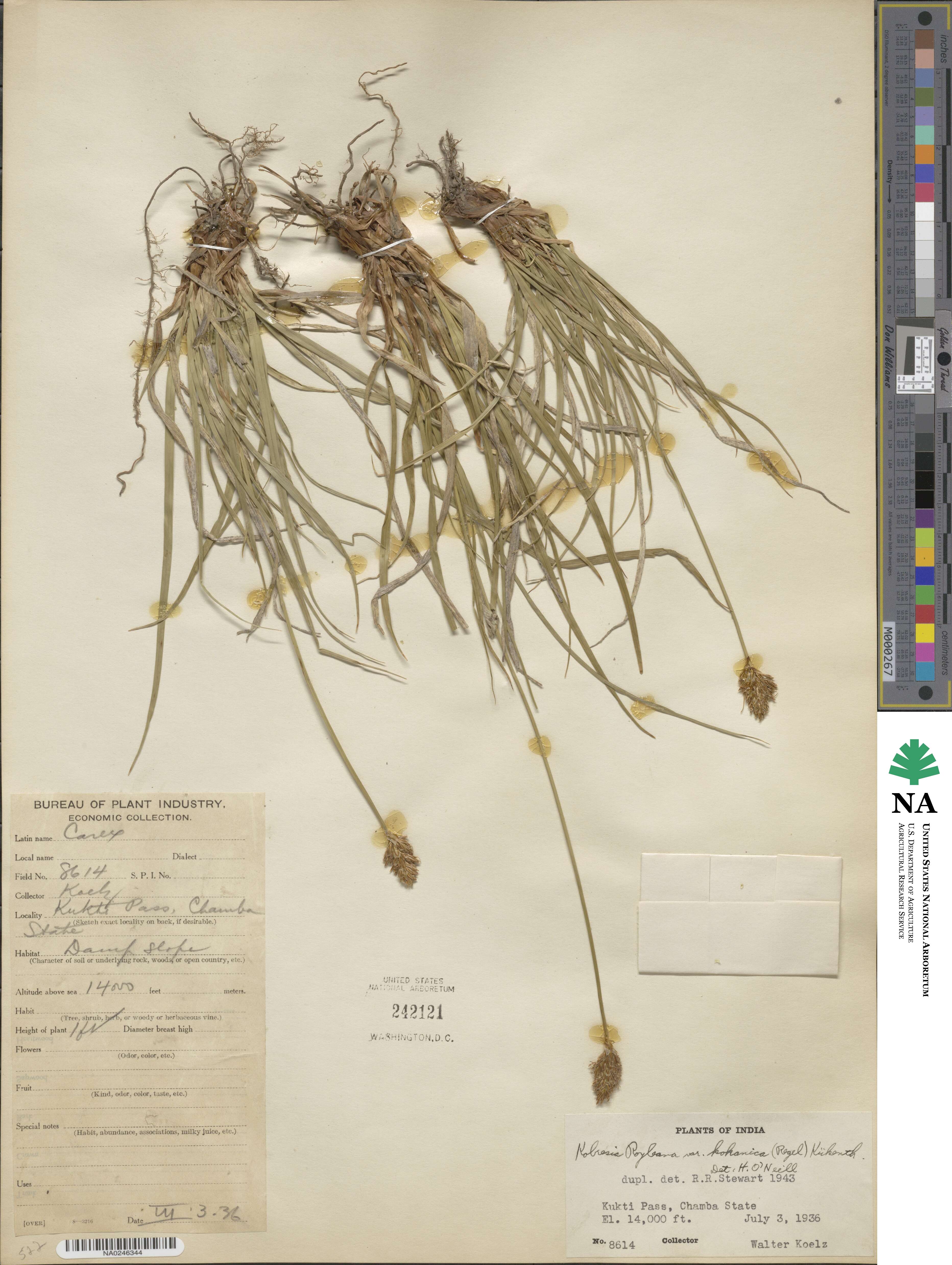 Carex kokanica image