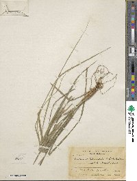 Carex hamata image