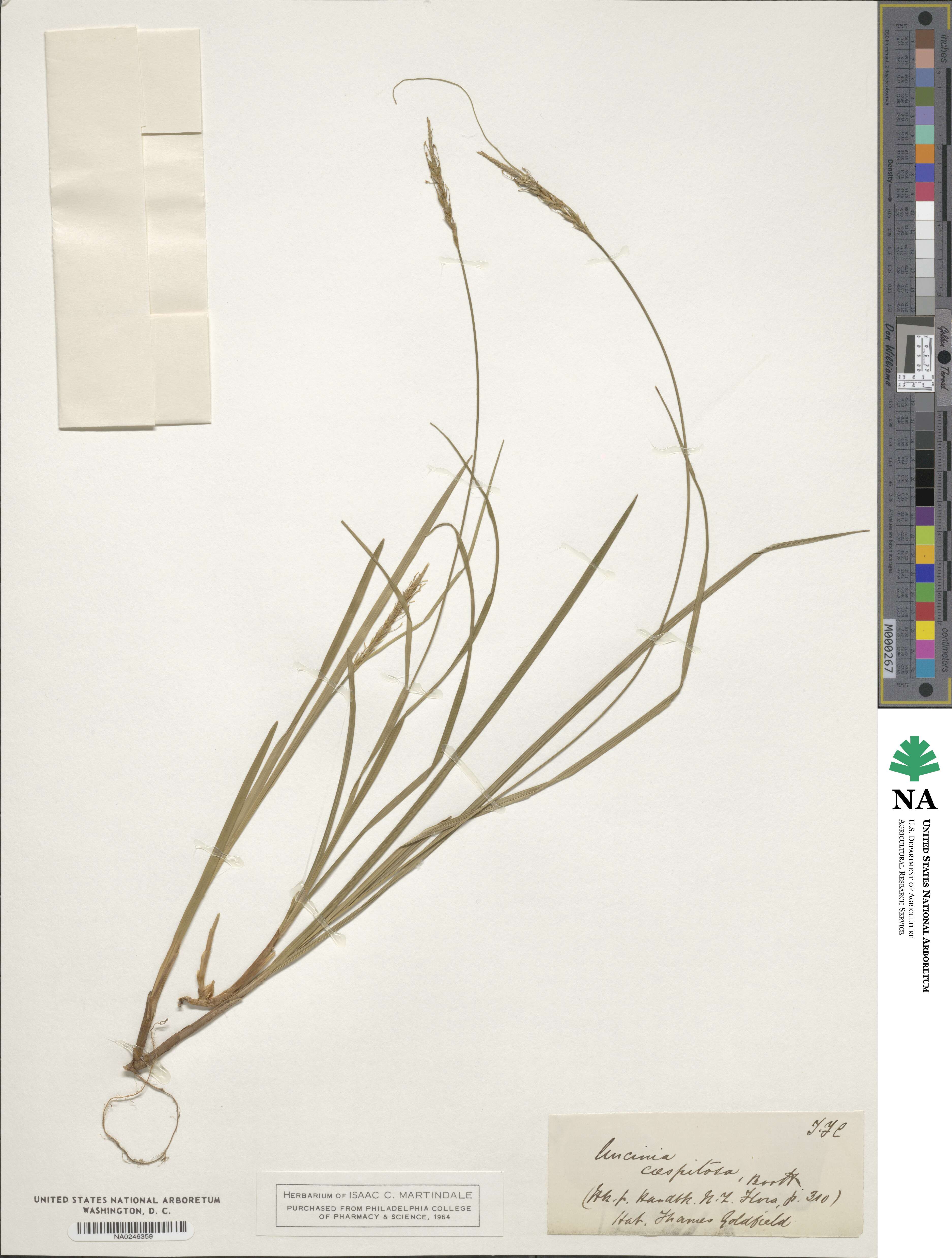 Carex astricta image