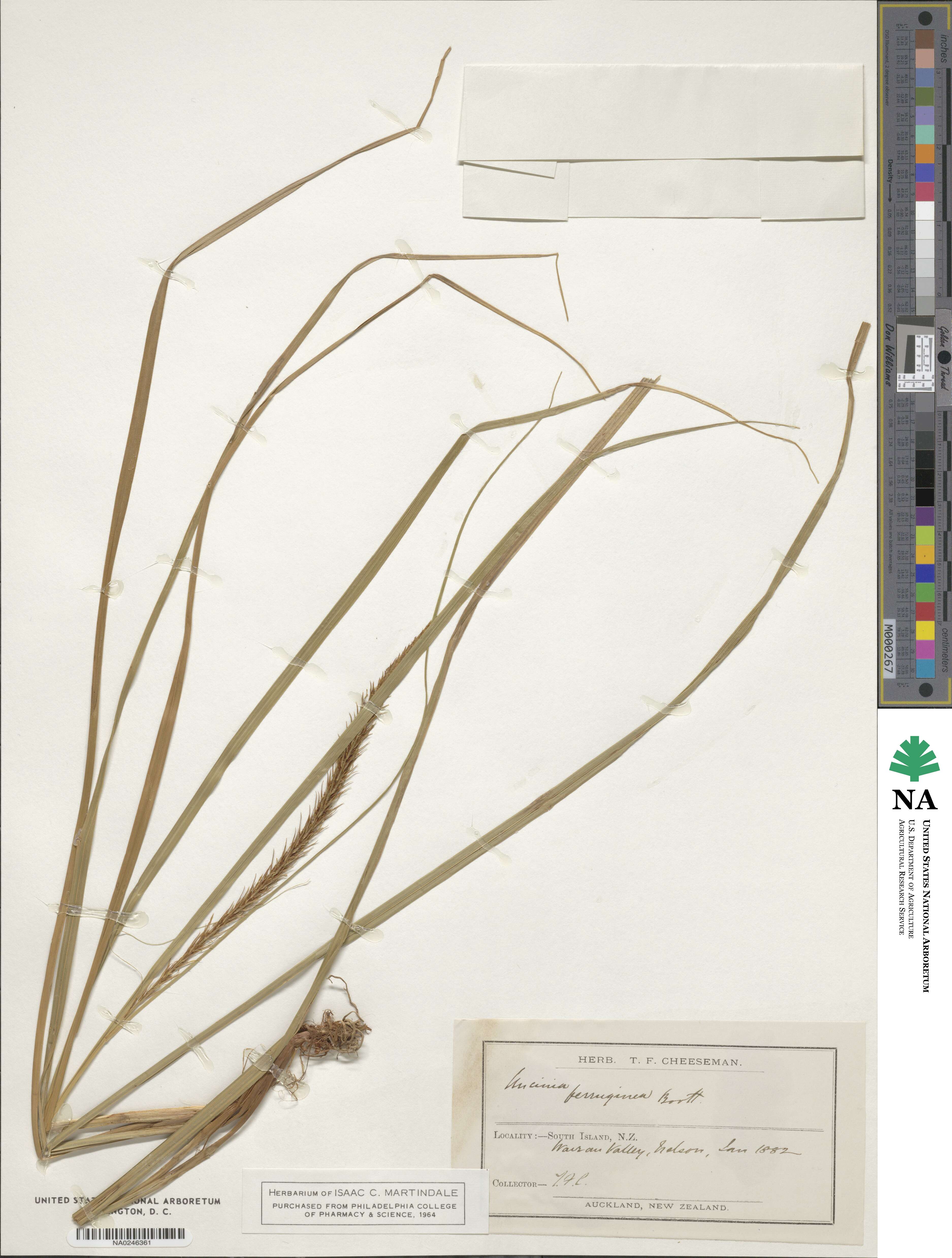 Carex megalepis image