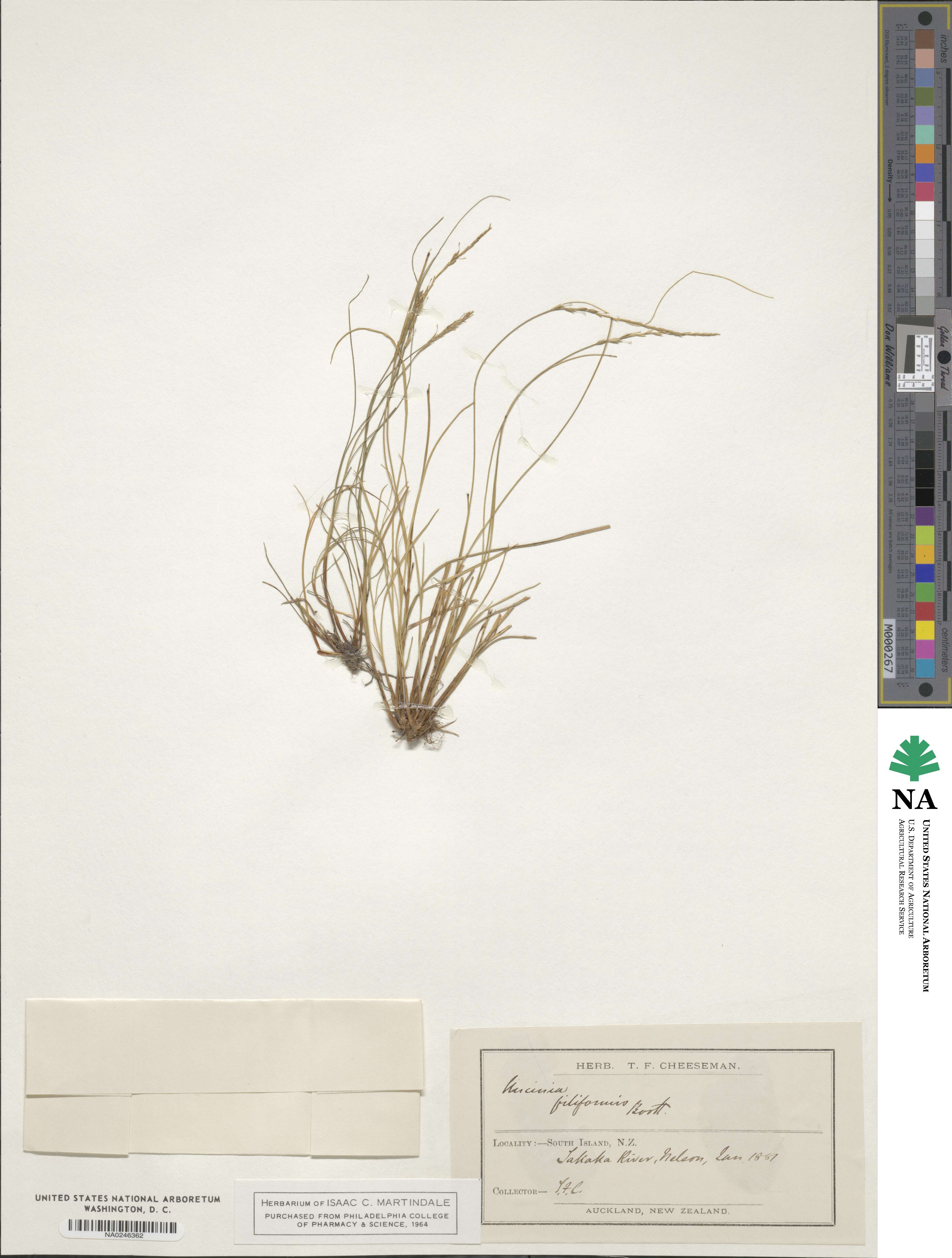 Uncinia filiformis image