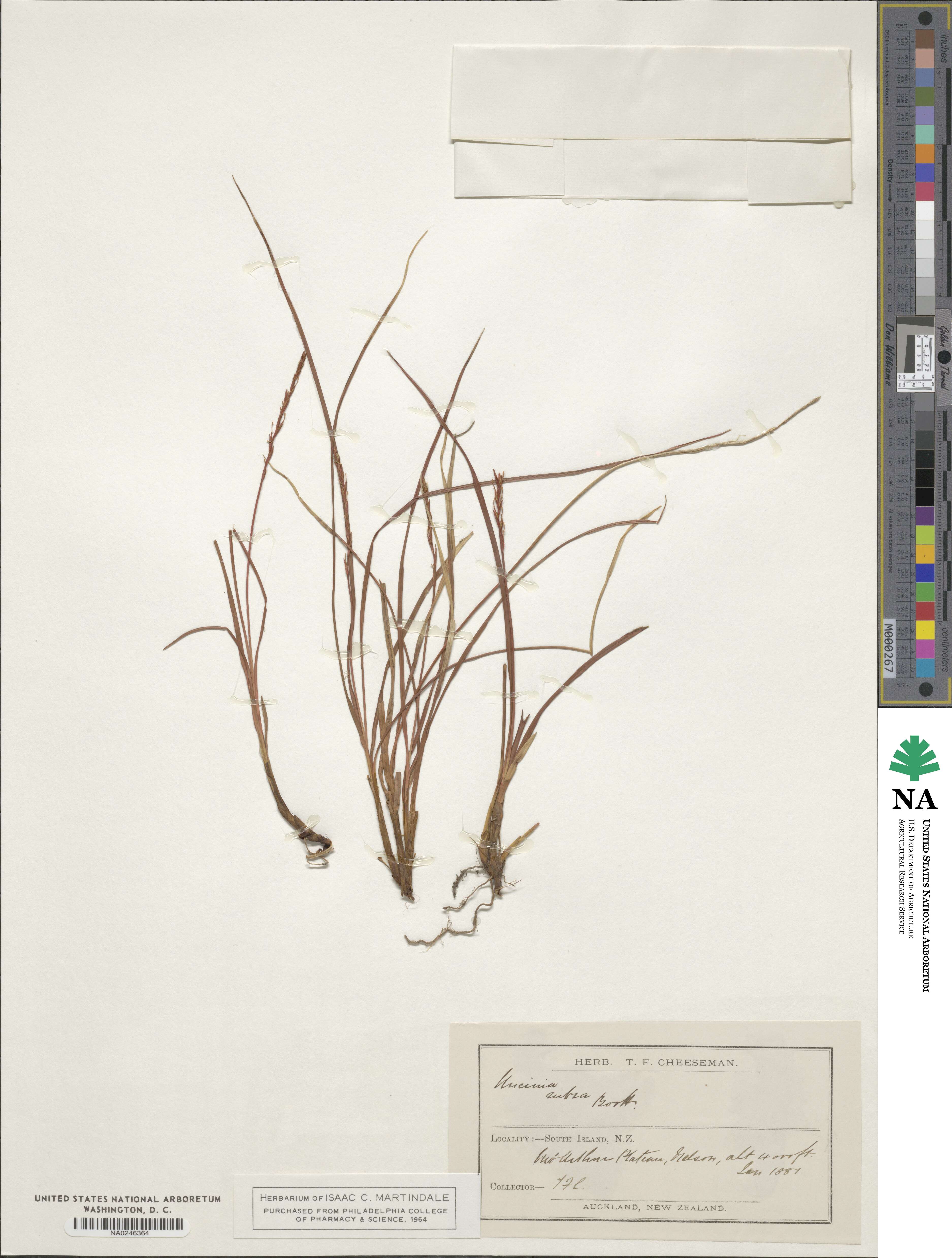 Carex punicea image