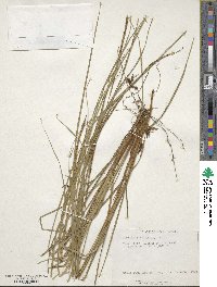 Carex uncinata image