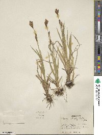 Carex luzulina var. ablata image