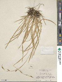 Carex luzulina var. ablata image