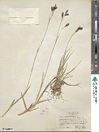 Carex luzulina var. ablata image