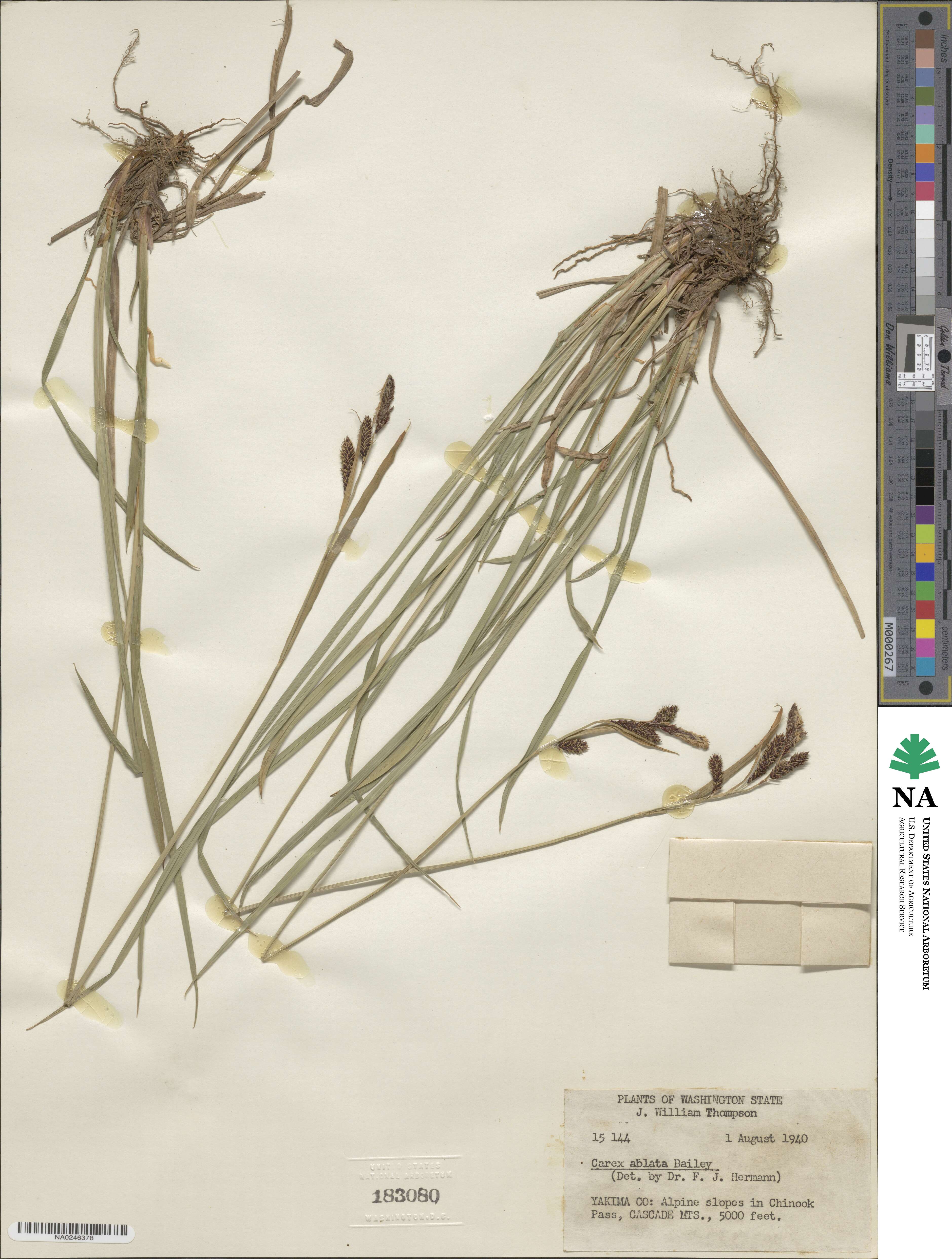 Carex luzulina var. ablata image