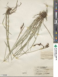 Carex luzulina image