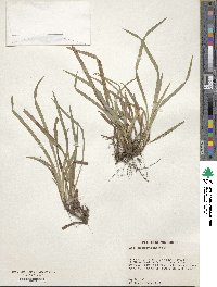 Carex abscondita image