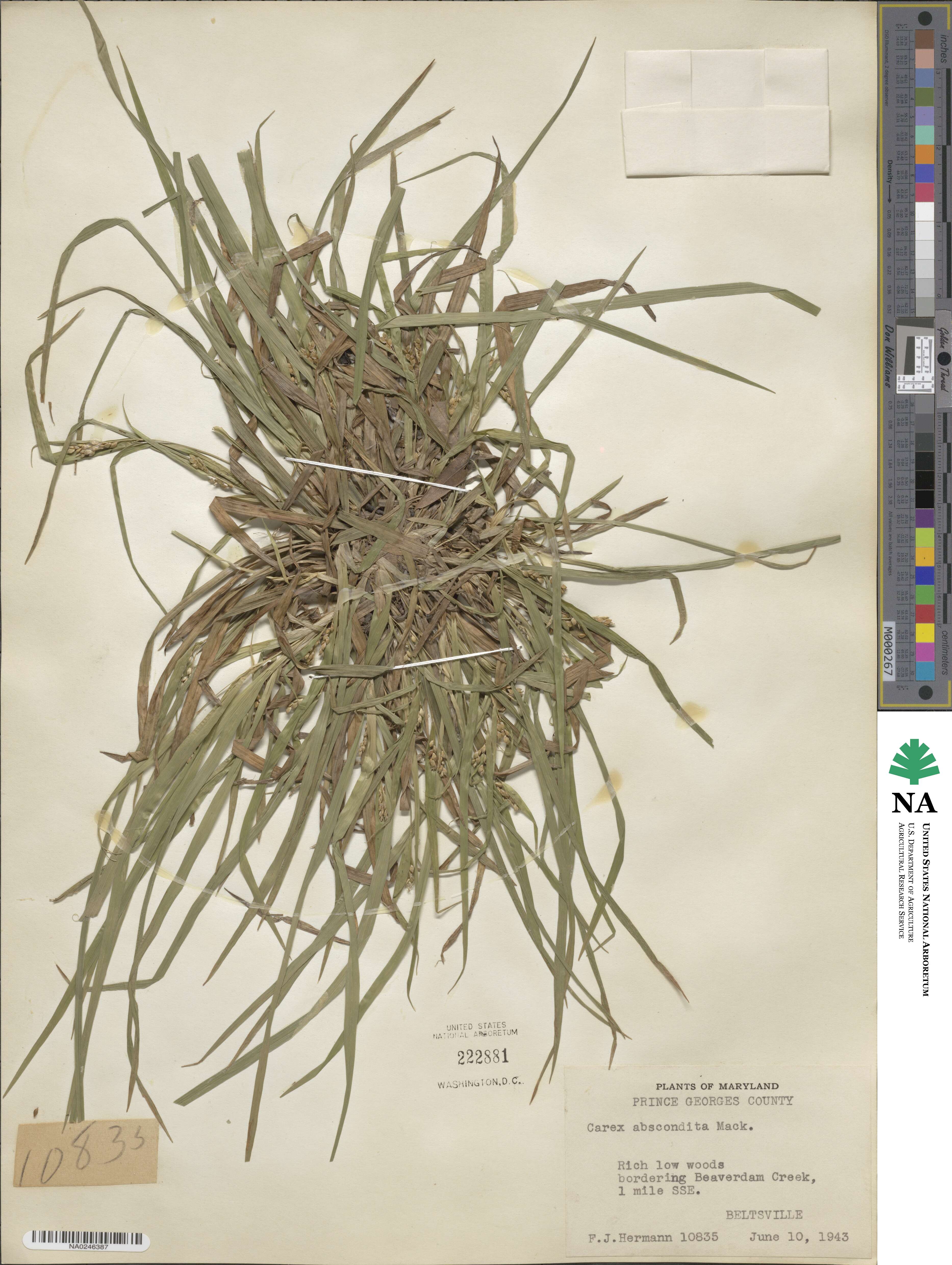 Carex abscondita image