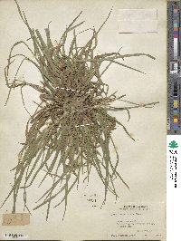 Carex abscondita image