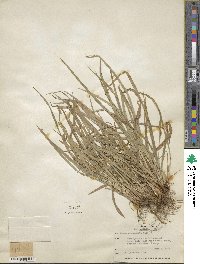 Carex abscondita image