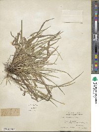 Carex abscondita image