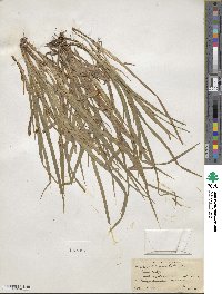 Carex abscondita image