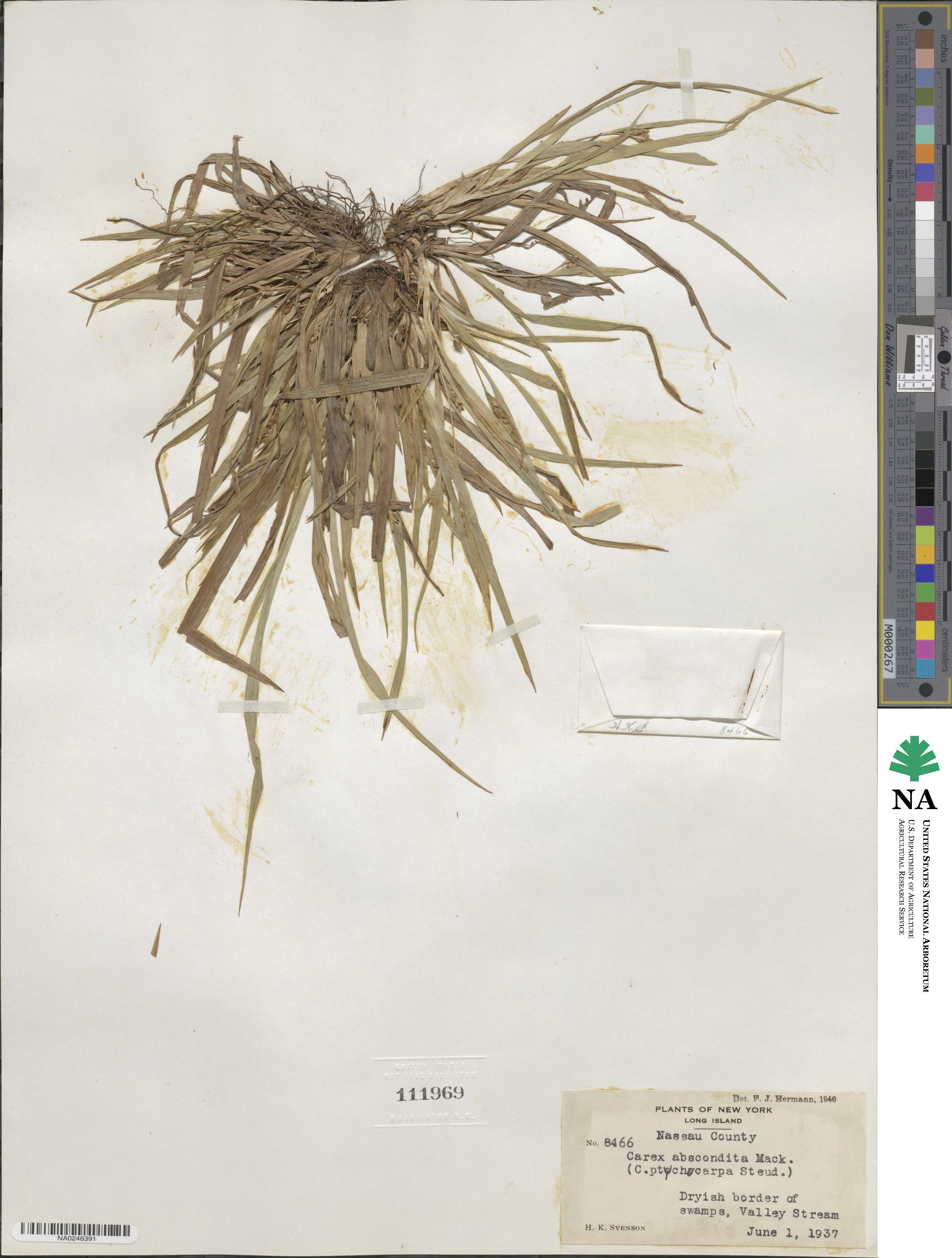 Carex abscondita image