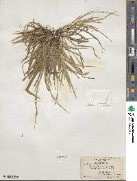 Carex abscondita image