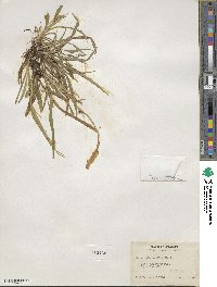 Carex abscondita image