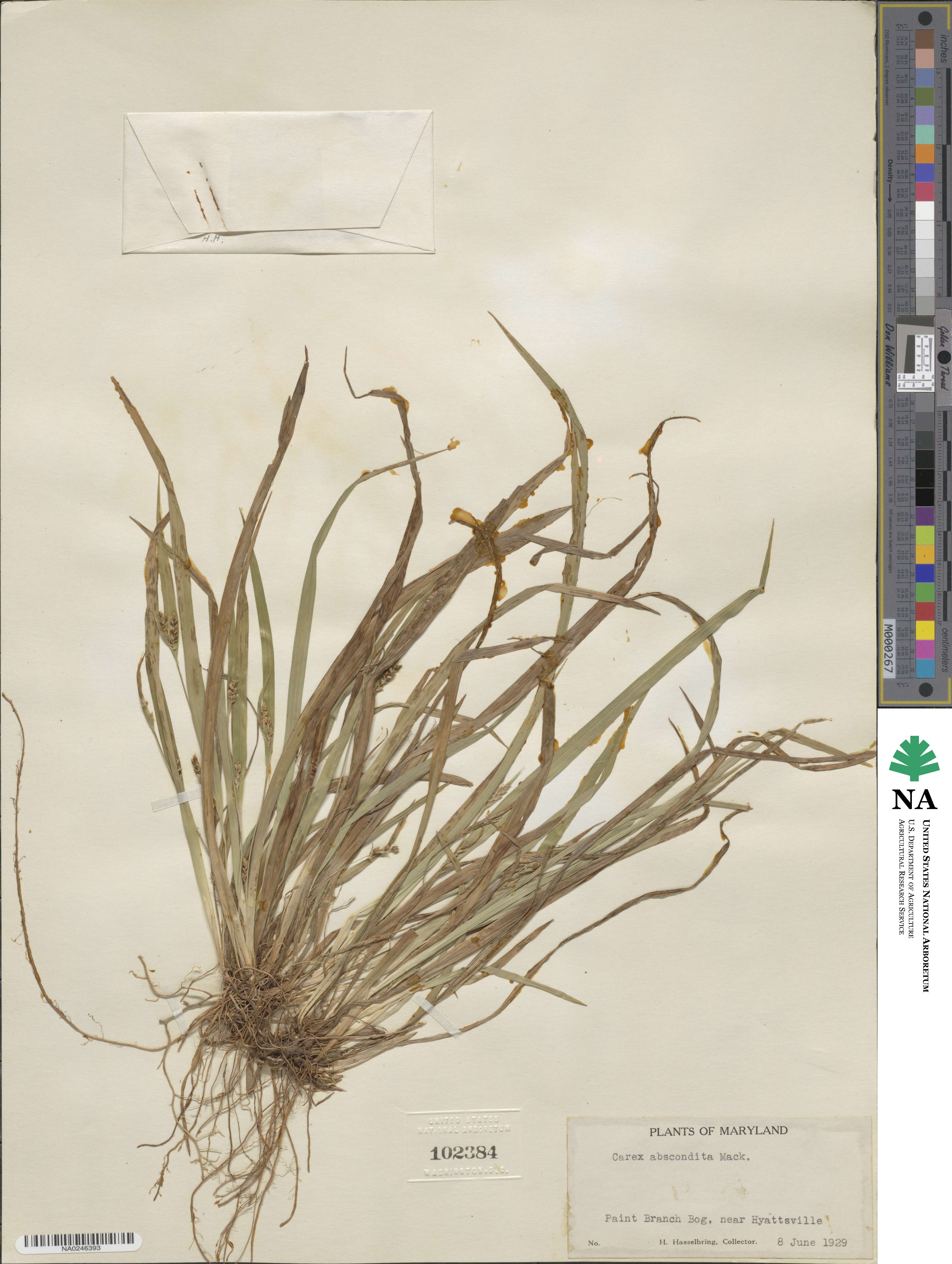 Carex abscondita image