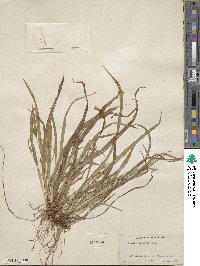 Carex abscondita image